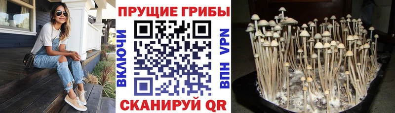 Псилоцибиновые грибы ЛСД  Асино 